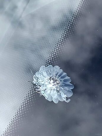 Chipped Windshield From a Rock on a Seattle Road